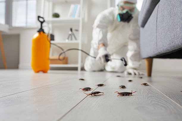 Post-Treatment Bed Bug Interceptor Monitoring in West Jefferson